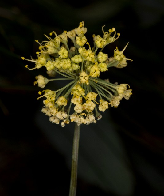 lomatium nudicaule 18-9330.jpg
